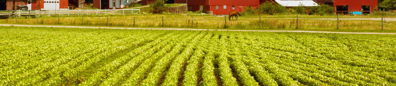 photo of green rows of crops with a fence, horse and red barns in the background 