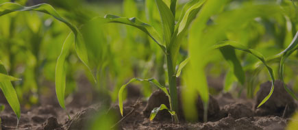 up close photo of young shoots of grass coming out of the dirt.