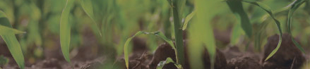 photo image of corn growing from the ground 