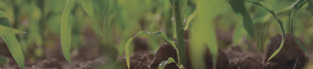 photo image of corn growing from the ground 